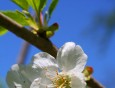 Cvet češnje