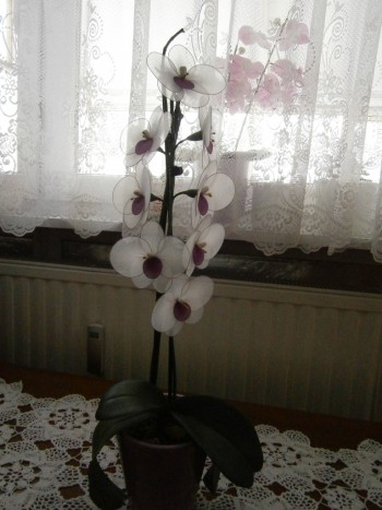 orhideja - orhideja