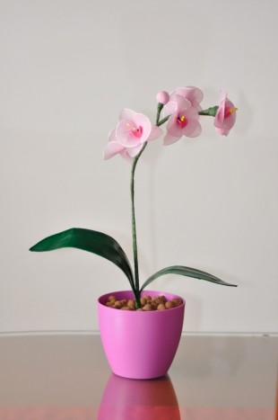 Roza orhideja v plastičnem lončku - 