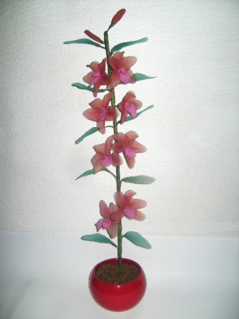 orhideja dendrobium nobile - 
