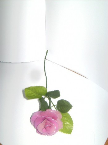 vijolična vrtnica - 