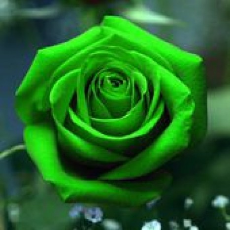 zelena vrtnica - 