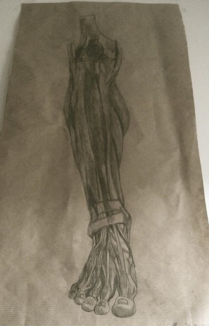 Human anatomy - Skica s svinčnikom, vajenica - za treniranje, velikost formata: 56 x 28,5 cm.