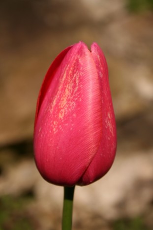 tulipan - 