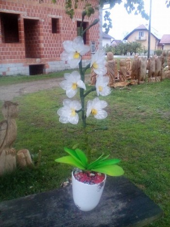 bela orhideja - 