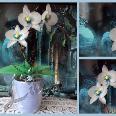 Belo modra orhideja