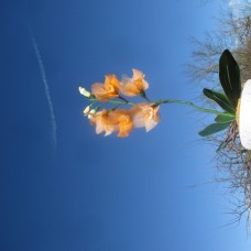 Oranžno bela  orhideja