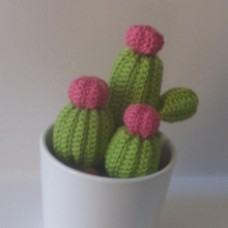 Kvačkani kaktusi - različni