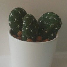Kaktusi iz kamenčkov